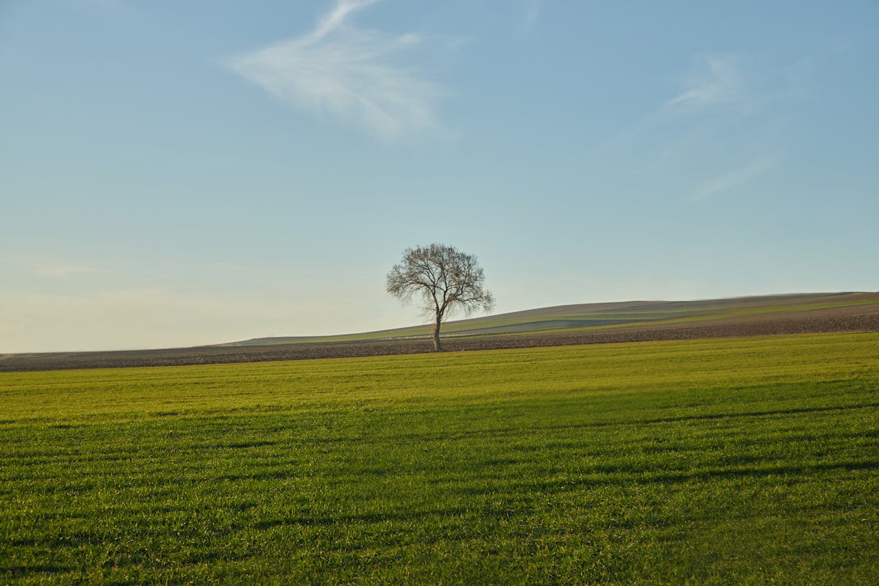 about-us Serene landscape with a solitary tree on a vast green field under a clear blue sky.