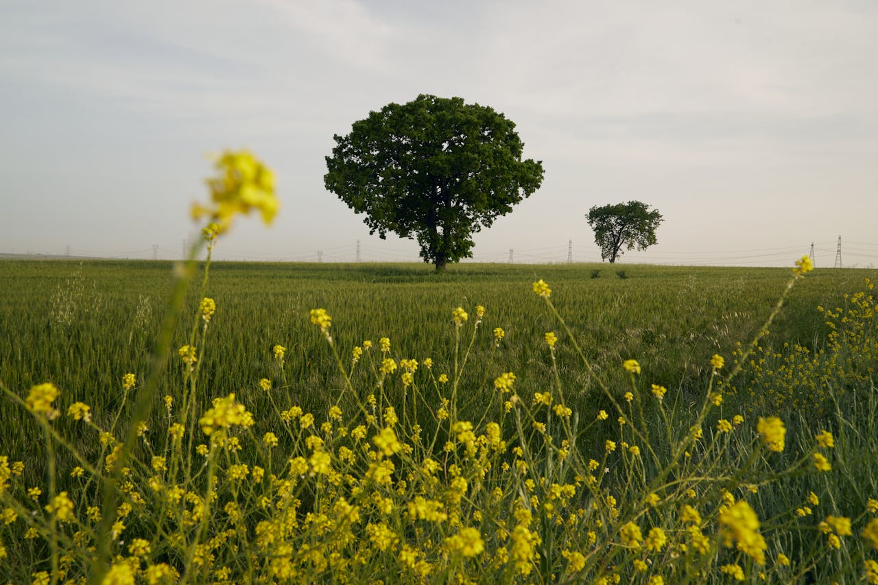 who-we-are A tranquil spring scene with blooming yellow wildflowers and distant trees in a lush field.